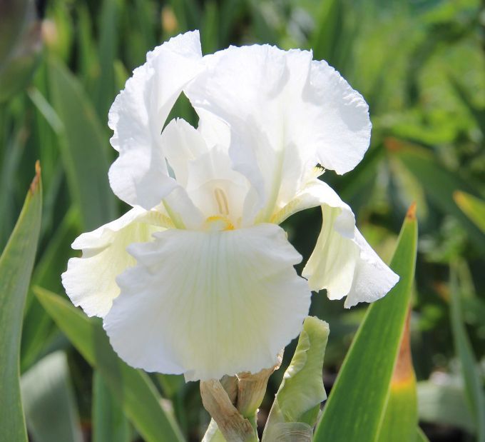 Iris germanica 'Cliffs of Dover'